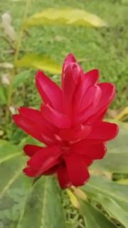 Pousada dos Comerciários Prainha de Mambucaba PARATY - 2