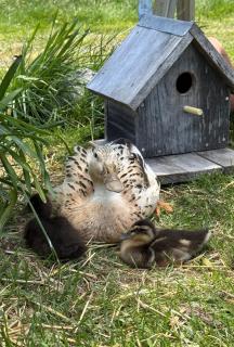 Athol Country Bed & Breakfast - 7