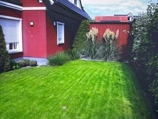 Great Crested Grebe Modern retreat - 3