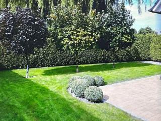 Great Crested Grebe Modern retreat - 4