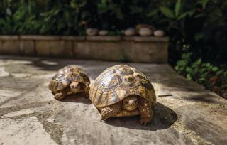 Apartments with parking space Lovran, Opatija - 7673 - 1