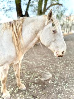 Peaceful Ranch Overlooking Mustangs with Full Kitchen & Fireplace - 7