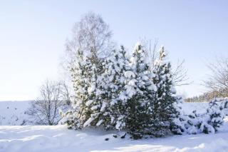 Wohnung Braunlage nahe Wurmberg Skigebiet - 8