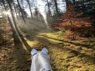 Ferienhaus mit Terrasse - 1