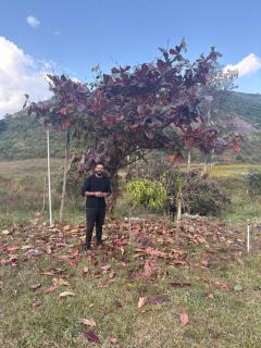 Happy Valley Resort Araku - 6