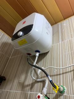 Royal palm Ijapo - 3