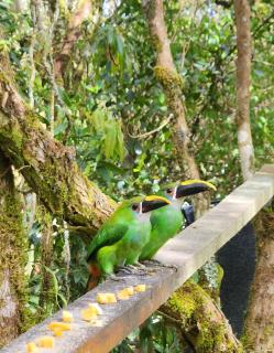 Cabaña en Medio del Bosque con Jacuzzi - Santa Elena - 3