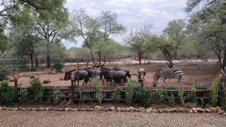 Flight of the Eagle @ Kruger - 9