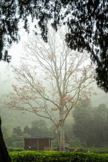 Hostyard Plantation Hostel - 6