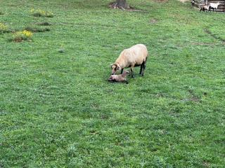 Tente Domaine Solio - 1