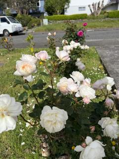 Renovated Entire 2BR Flat, Comfort, Scenic Views, Free Parking & 10 min to Ferry - 7