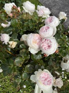 Renovated Entire 2BR Flat, Comfort, Scenic Views, Free Parking & 10 min to Ferry - 8