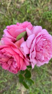 Renovated Entire 2BR Flat, Comfort, Scenic Views, Free Parking & 10 min to Ferry - 9