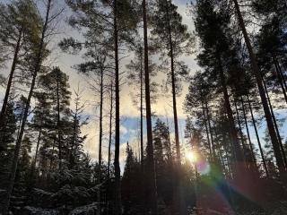 Whispering Pines - 1