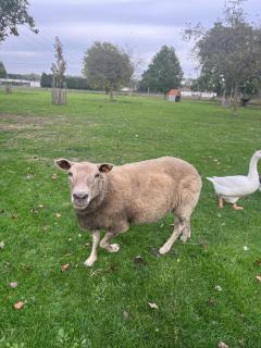 Chambre d'hôtes Lucia avec vue sur jardin arboré - 7