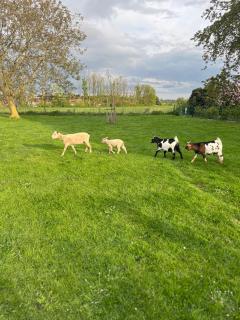 Chambre d'hôtes Lucia avec vue sur jardin arboré - 3