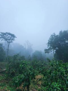 Talia Farm house - Munnar - 4