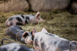 Gfohlerhof - Urlaub auf dem Bauernhof - 8