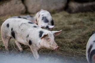 Gfohlerhof - Urlaub auf dem Bauernhof - 6