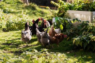 Gfohlerhof - Urlaub auf dem Bauernhof - 2