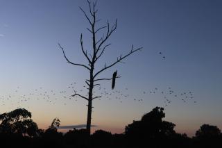 Elite Safari Resort - 4