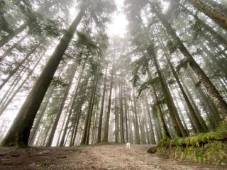 Rustic Holiday Home in Ortignano with Swimming Pool - 9