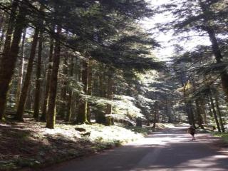 Rustic Holiday Home in Ortignano with Swimming Pool - 8