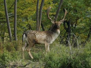 Rustic Holiday Home in Ortignano with Swimming Pool - 6