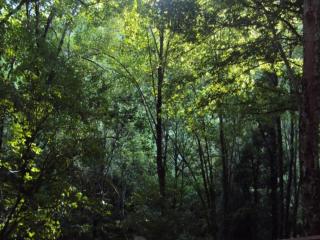 Rustic Holiday Home in Ortignano with Swimming Pool - 1