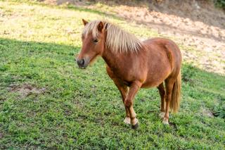 Lemon Villa with Private Indoor Heated Pool - Oporto Lemon Farm, near Porto - 6