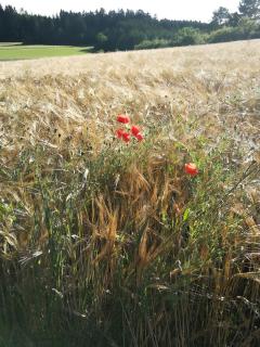 Ferienwohnungen Däubler - 1