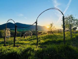 Tiny House Elsass - Natur, Ruhe & Erholung - 2