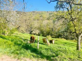 Tiny House Elsass - Natur, Ruhe & Erholung - Saint-Pierre-Bois - 1
