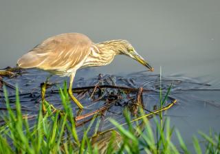 Heaven in Satinwoods - 1