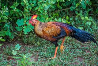 Heaven in Satinwoods - 5