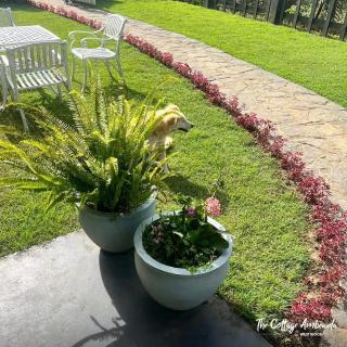 The Cottage Ambewela by 47 - 8