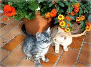 Demelhof Urlaub auf dem Bauernhof - 6