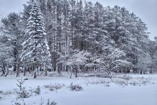 Peaceful 1-Acre Parksville Home Large Deck and Yard - 9