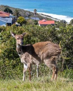 Lilies and Leopards Holiday Home B & B - 2