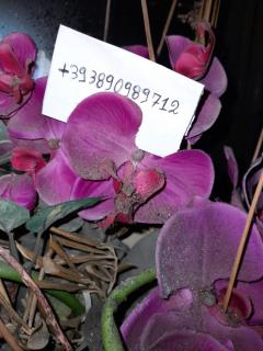 Copertino da amare - 8