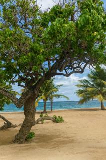 Logement t3 avec terrasse à Tartane - 5
