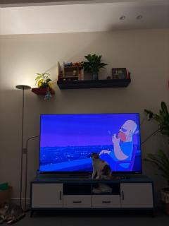 Friendly apartment with friendly pet - 1