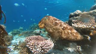 Rosye homestay raja ampat - 3