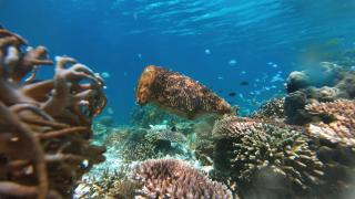 Rosye homestay raja ampat - 4