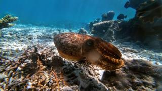 Rosye homestay raja ampat - 5