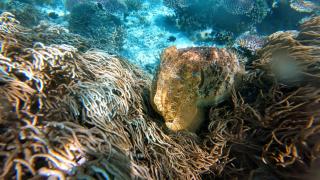 Rosye homestay raja ampat - 6