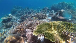 Rosye homestay raja ampat - 9