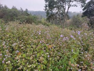 Yellow Rays Homestay - 8