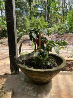 Peaceful house in nature 5 min drive from beach - 9