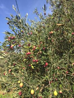 Chalet MH Ardèche Dolce Via - 2